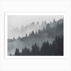 Foggy Pine Forest Art Print