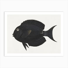 Unidentified Fish (1737–1770), Luigi Balugan Art Print