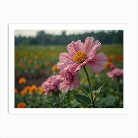 Pink Cosmos Art Print