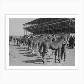 Lineup Of Horses Being Judged At The San Angelo Fat Stock Show, San Angelo, Texas By Russell Lee Art Print