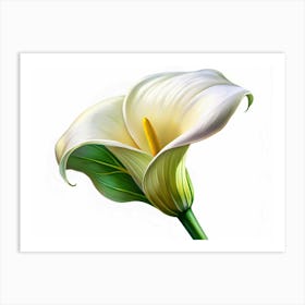 A Single White Calla Lily Flower With A Yellow Center, Isolated On A White Background 1 Art Print