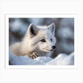 Arctic Fox 6 Art Print