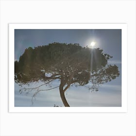 Moonlight Over A Tree Art Print