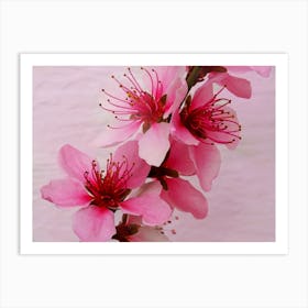 Pink Peach Blossom 2 Art Print