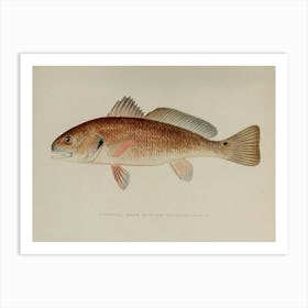 Restored Version of the Denton Channel Bass Published in the New York Fish and Game Report Art Print