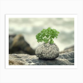 Small Plant Growing On A Rock Art Print