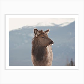 Elk Looking To The Right Art Print