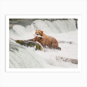 Grizzly Bear During Salmon Run Art Print