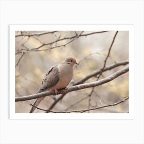 Mourning Dove In Tree Art Print