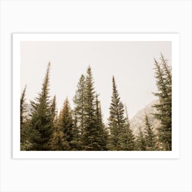 Misty Pine Trees Art Print