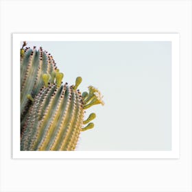 Saguaro Cactus Flowers Art Print