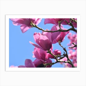 Magnolia Blossoms 1 Art Print