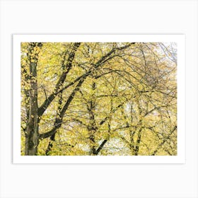 Autumn Trees In The Park Art Print