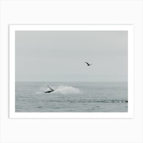 The whale splash and the bird | Ocean life | United States of America Art Print