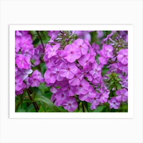 Pink Phlox Flowers Art Print