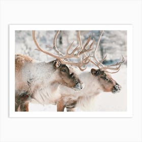 Reindeer Team Art Print
