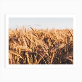 Wheat Field Scenery Art Print