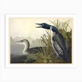 Blue Crane, John James Audubon Art Print