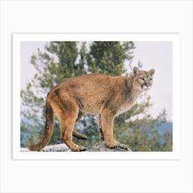 Mountain Lion Art Print
