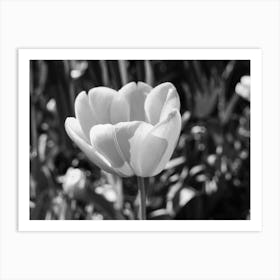 White Tulip Art Print