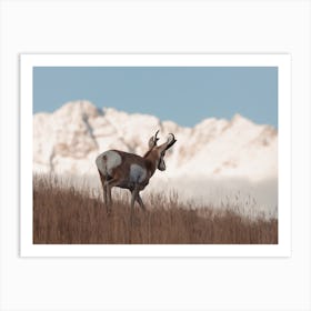 Hillside Antelope Art Print