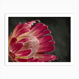 Pink Protea Art Print