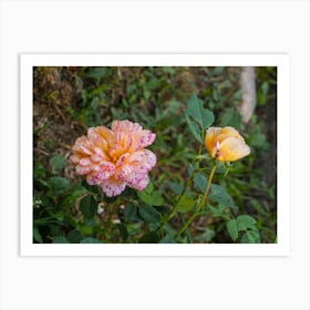 Two Roses Art Print