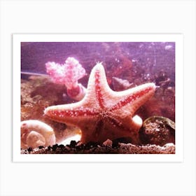 Starfish 1 Art Print