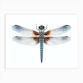 Dragonfly Blue Eyed Darner Pencil Drawing 1 Art Print