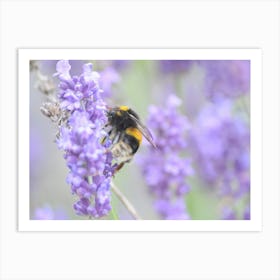 Bee On Lavender 2 Affiche