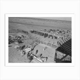 Untitled Photo, Possibly Related To Washing And Grooming Hereford Cattle At The Wash Rack At The San Angelo Fat Art Print