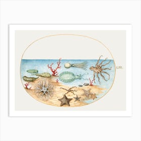 Sea Cucumbers, Coral, Octopus, Starfish, Squid And Other Sea Creatures (1575–1580), Joris Hoefnagel Art Print