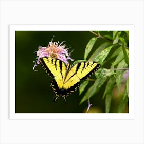 Yellow Swallowtail Butterfly Art Print