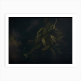 Lake Weeds Sleeping Under The Surface Art Print