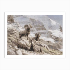 Rams In The Mountains Art Print