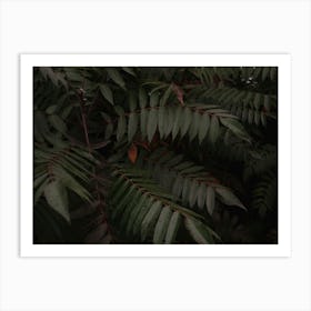 Dark Green Tropical Foliage Art Print