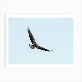 Juvenile Eagle Soaring In The Sky Art Print