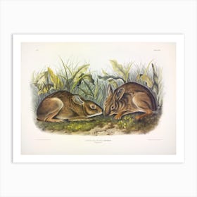 Marsh Hare, John James Audubon Art Print