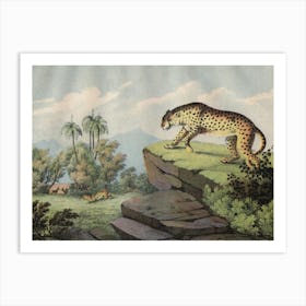 Vintage Kolb 2 Tafel 14 Gepard Art Print