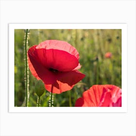 Red poppy blossom in the sunlight Art Print