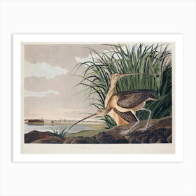 Long Billed Curlew, Birds Of America, John James Audubon Art Print