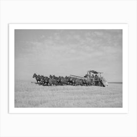 Twenty Mule Team Drawn Combine, Walla Walla County, Washington, This Outfit Gets To Work At Six In The Mornin Art Print