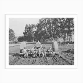 Salinas, California, Intercontinental Rubber Producers, Demonstration Of Transplanting Guayule Seedlings Into Th Art Print