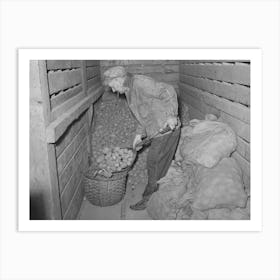 Untitled Photo, Possibly Related To Weighing Seed Potatoes At Cooperative S Association, Bradford, Vermont, Orang Art Print