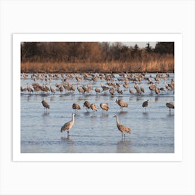 Sandhill Crane Colony Art Print