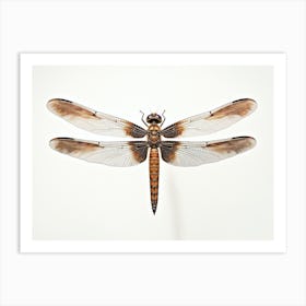 Dragonfly Common Whitetail Plathemis Illustration Vintage Brown  Art Print