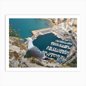 Seagull on a cliff overlooking the marina Art Print