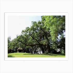 Oak Tree In A Field Art Print