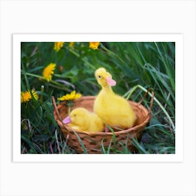 Ducklings In A Basket 2 Art Print