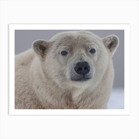 Polar Bear Art Print